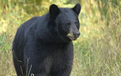 Michigan Black Bears