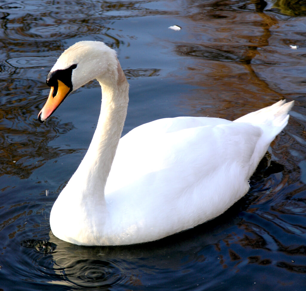 Is that a Mute Swan or a Trumpeter Swan? | Up North Tours