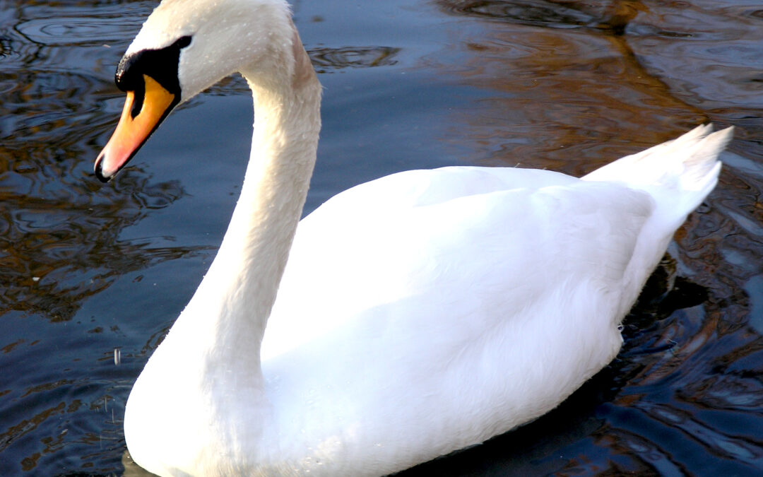 Is that a Mute Swan or a Trumpeter Swan?