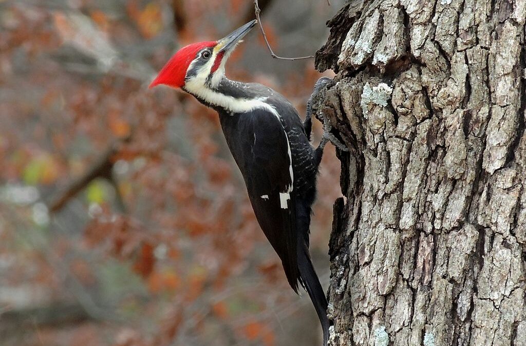 The Pileated Woodpecker-Michigan’s Winter Resident