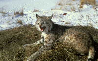 Was that a Lynx or a Bobcat?