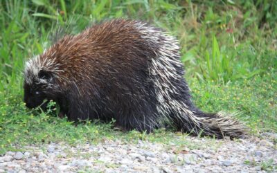 Can a Porcupine Shoot its Quills?