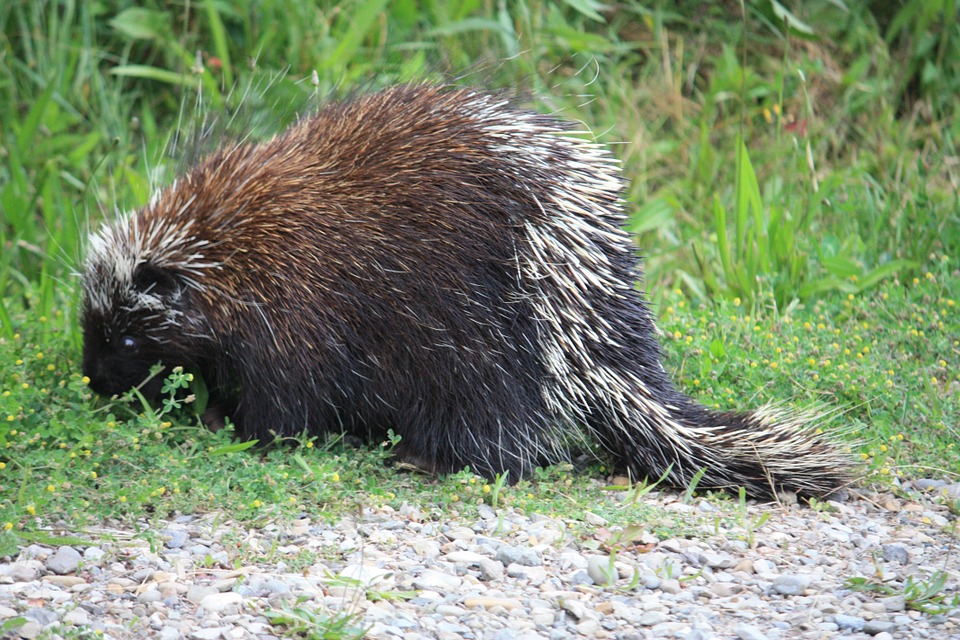 Can a Porcupine Shoot its Quills?