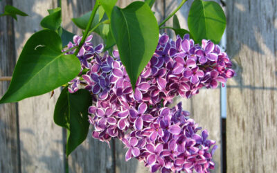 Lilac Blooms- A sign of Michigan Spring